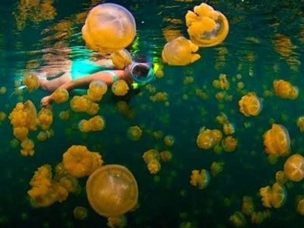 Pulau Kakaban: Petualangan Ajaib Bersama Ubur-ubur Tak Bersengat